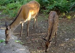 Final feliz para los ciervos de Irun