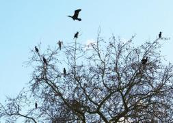 El Oria cuenta este invierno con una colonia de cormoranes. ::                             MARÍN