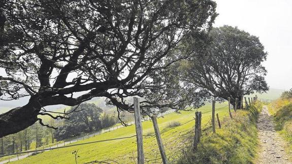 Caminos bordeados por encinas, repechos donde surge la cola de caballo, el equiseto. 