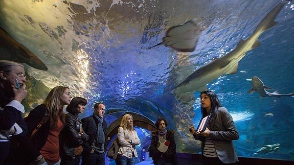 La vida dentro de las peceras del Aquarium