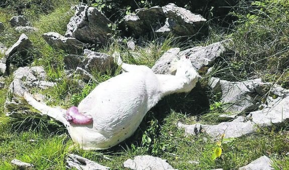 La Diputación dio luz verde a la batida de cabras en Azkoitia