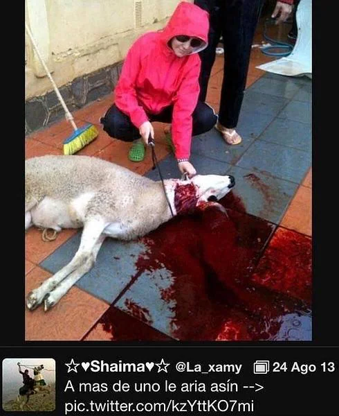 Polémica por la foto de Shaima, de 'GH 15', degollando a un cordero: «A más de uno le haría así»