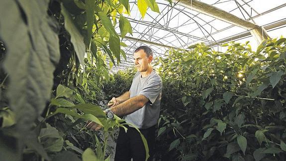 «Con este tiempo aún hay tomates, lechugas y guindillas»