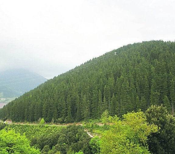 Plantación de pinos en el monte Kurtzetxiki, en Arrasate.