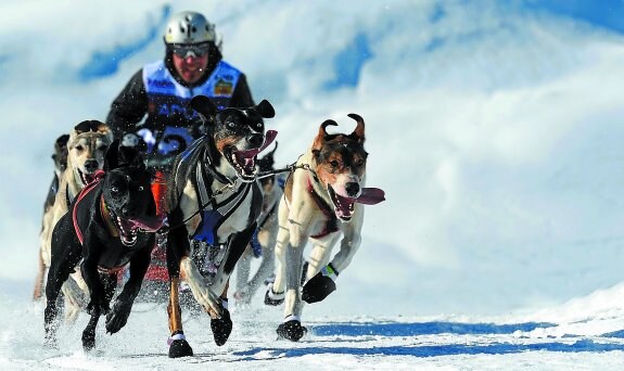 Txapeldun. Itoiz Armendariz, en plena competición con sus perros