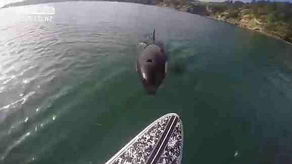 La ballena se acerca al paddle board.