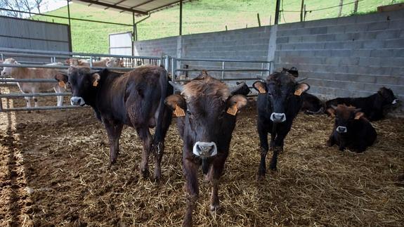 Ekimenean parte hartuko duen Irungo Oihanalde baserriko ganadua. 