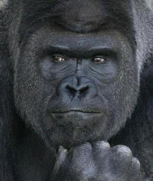 Shabani, el gorila por el que suspiran las japonesas. 