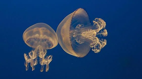 ¿Qué puedo hacer si me pica una medusa?