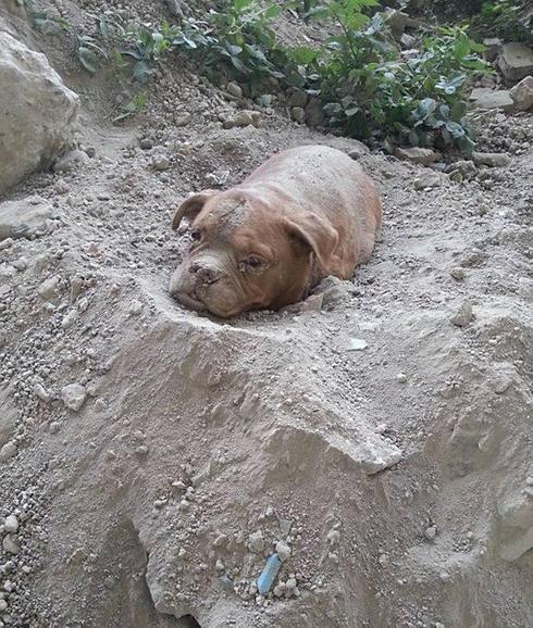 El dueño ató su correa a una bolsa de escombros para que no escapase. 