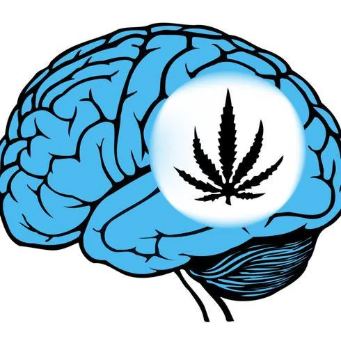 Según el estudio, cuanto más habituado se está a la marihuana, más dificultades se tienen para recordar experiencias.