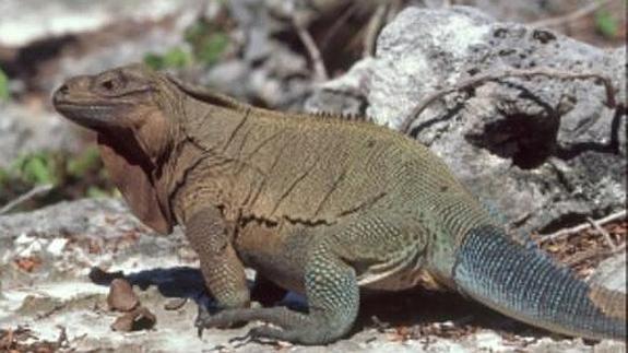 El duro entrenamiento de una iguana en el zoo