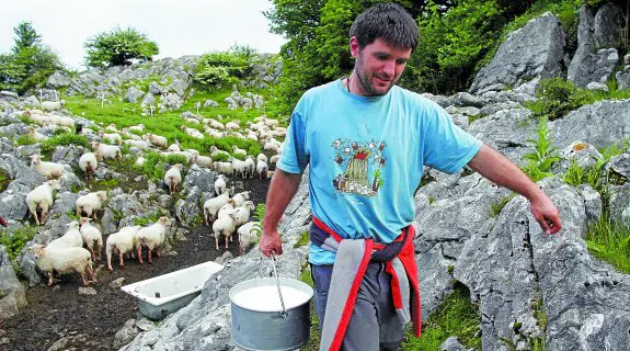 Joseba Insausti traslada la leche recién ordeñada, cerca de su txabola en la sierra de Aralar. Arriba, la etiqueta especial de 'Euskal Herriko Mendiko Gazta'.