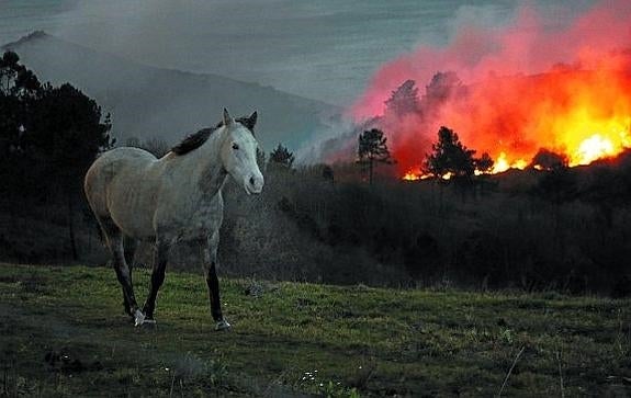 Una zona de monte en Igeldo arde sin llegar a afectar al terreno donde pastan los caballos.
