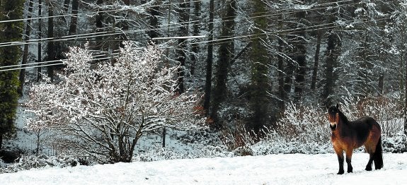 Los fríos de las últimas semanas y la nieve de ayer han puesto fin al periodo de temperaturas suaves y han truncado las floraciones.