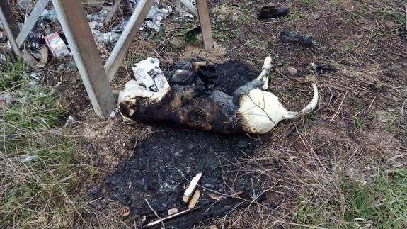El cuerpo del perro  hallado el pasado martes semicalcinado en un paraje cercano al Parque del Terri de la ciudad minera
