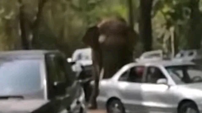 Un elefante destroza 15 coches en China tras un desengaño amoroso