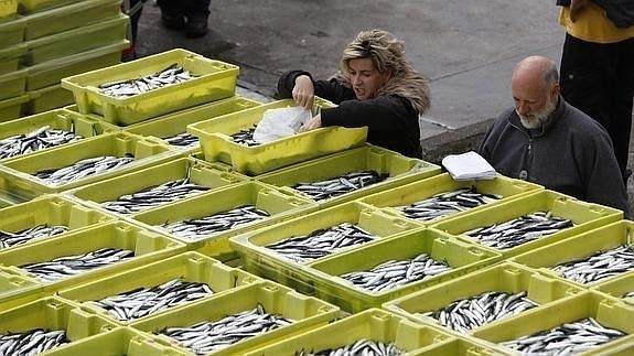 El puerto de Ondarroa se ha quedado sin cajas y sin hielo. 