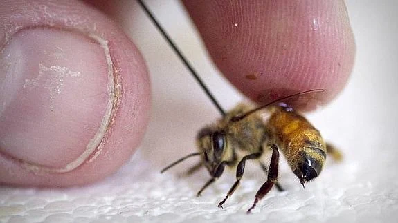 Beneficios del polen de abeja — -Blog de Farmacia Ribera