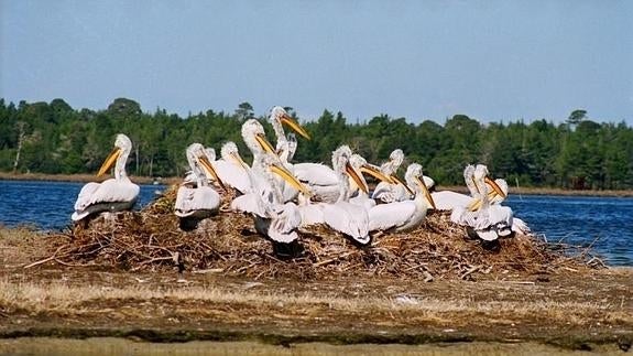 Karavasta, la laguna de los pelícanos dálmata en Albania