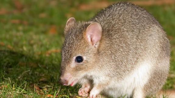 La primera especie de mamífero que desaparece por el cambio climático
