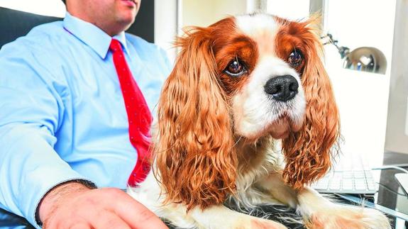 Los estudios señalan que los empleados que trabajan con su perro tienen menos estrés y son más productivos