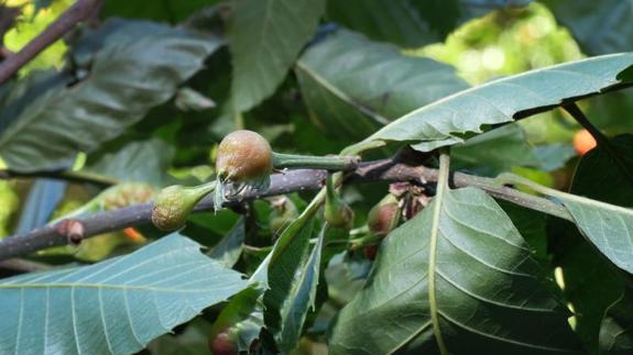 Una rama afectada por la avispilla asiática en Legazpi.