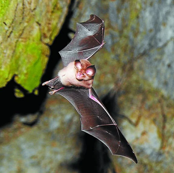 Protagonistas. En el planeta hay 1.200 especies de murciélagos.