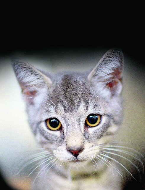 El mejor amigo es un gato