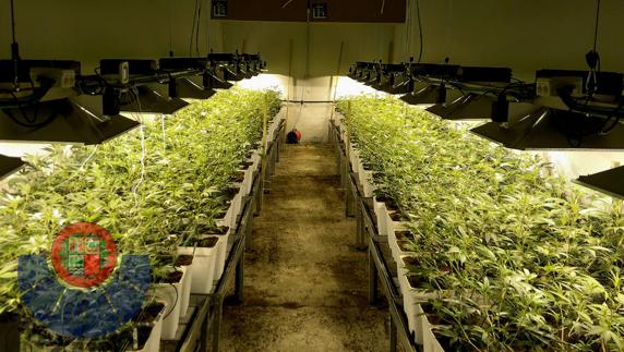 Plantas de marihuana localizadas por la Ertzaintza en una planta de Asteasu