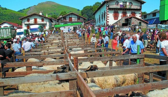El ganado ovino volverá a exhibirse en el Artzain Egune de Amaiur.