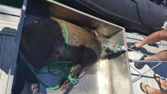 La Ertzaintza salva a un jabalí de morir ahogado entre Getaria y Zarautz