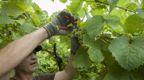 No hay fronteras para el txakoli de Getaria