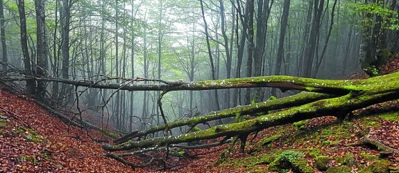 Urbiako basoak zuhaitz eta paraje ederrak eta interesgarriak ditu. 