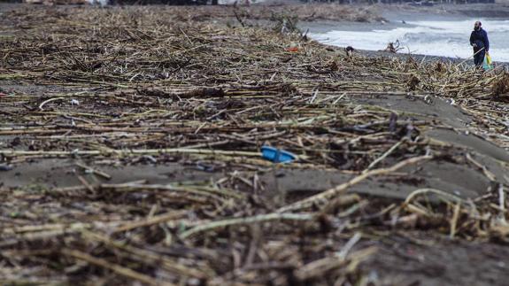 Un hombre observa los desechos de cañizal que abarrota la playa de Estepona, 