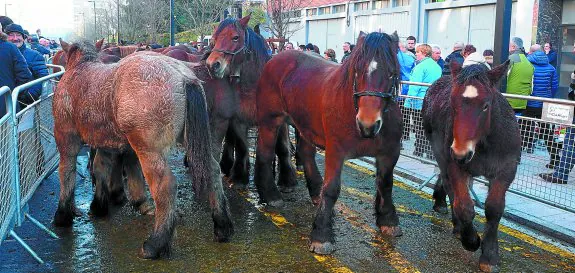 El ganado caballar sigue siendo la seña de identidad de la feria de Santa Lucía. 