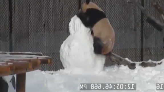 La divertida pelea de un panda contra un muñeco de nieve
