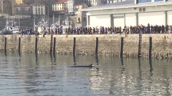 La ballena, nadando en Getaria