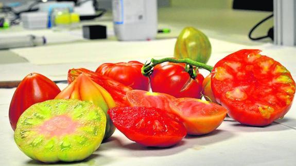 Variedades de tomate en un laboratorio