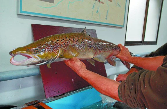 Salmón del Bidasoa en la estación de conteo. 