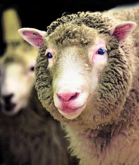 La oveja alcanzó fama mundial por ser el primer mamífero clonado. Murió a los seis años, en febrero de 2003.