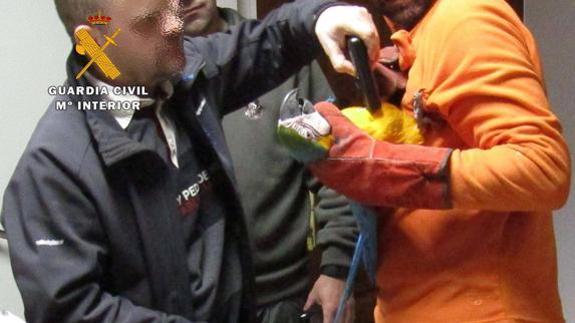 Un guacamayo resuelve su propio robo en Cantabria