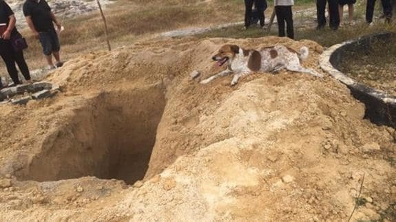 Un perro recorre tres kilómetros tras el coche fúnebre de su dueña para acudir a su entierro