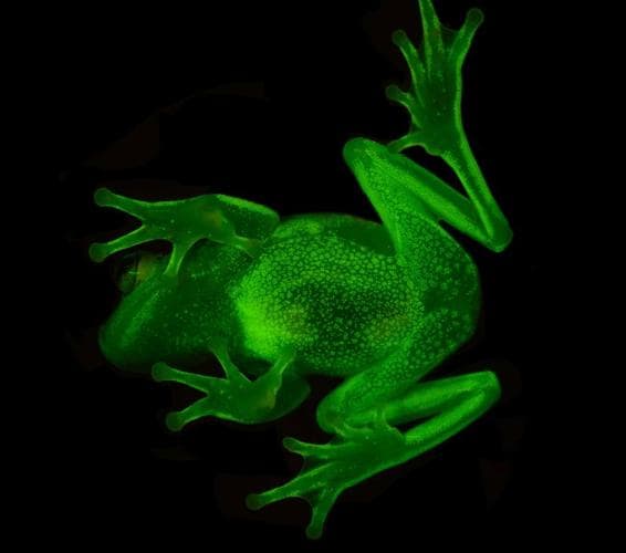 Ejemplar de 'Hypsiboas Punctatus', la rana fluorescente. 