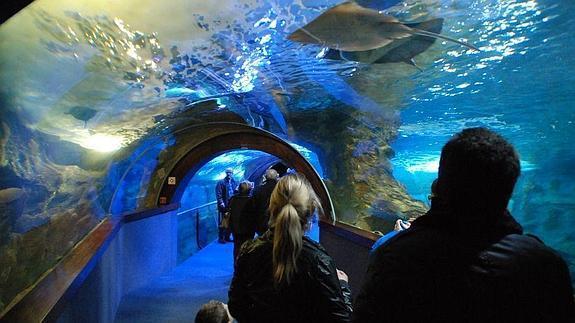 Más de 15.000 personas visitan el Aquarium de San Sebastián durante los cinco días de Semana Santa