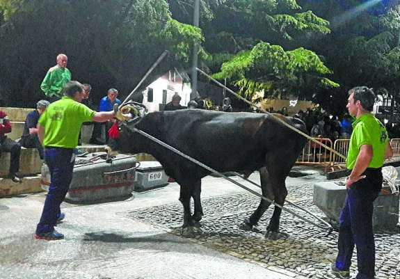 Altuna eta Etxabe idiarekin lanean. 