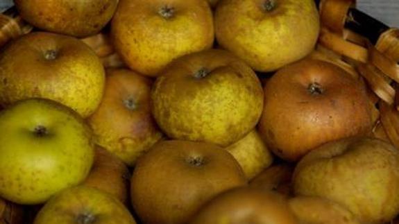 Manzana autóctona del País Vasco