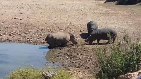 El espectacular combate a muerte entre un rinoceronte y un hipopótamo