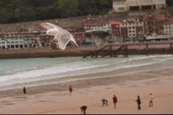 Una gaviota de la especie patiamarilla sobrevuela sobre la playa de La Concha en San Sebastián. /USOZ