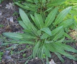 La acedera se ha demostrado útil, pero de efecto lento./ DV